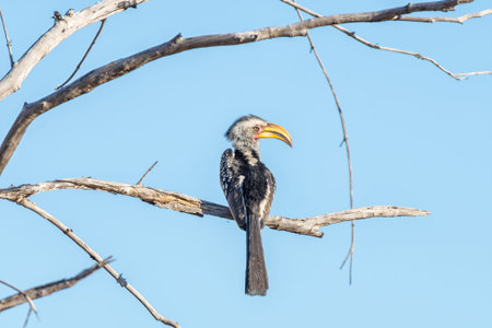 A southern ground hornbill, Bucorvus cafer, on a dead tree branchの写真素材