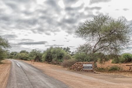 KRUGER NATIONAL PARK, SOUTH AFRICA - MAY 15, 2019: The turn-off from road H1-9 to Pafuri Camp. An impala ram is visibleのeditorial素材