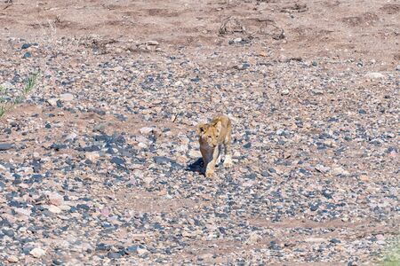 An African Lion cub, Panthera leo, walking in a dry river bedの写真素材