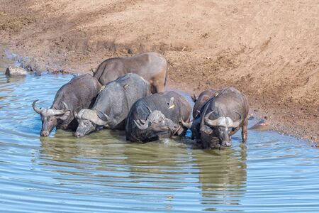 Cape buffaloes, Syncerus caffer, in a pool in a riverの写真素材