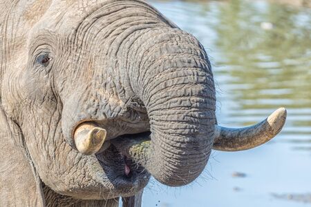 Close-up of an african elephant, Loxodonta africana, drinking waterの写真素材