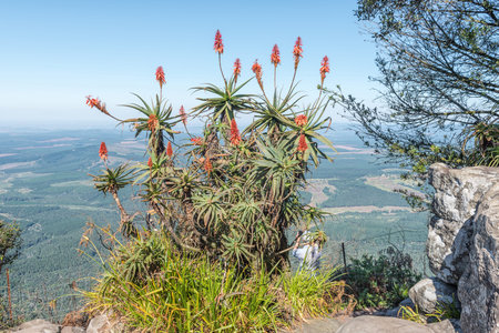 PANORAMA ROUTE, SOUTH AFRICA - MAY 20, 2019: A large aloe at a viewpoint at Gods Window near Graskop. A tourist is visibleのeditorial素材