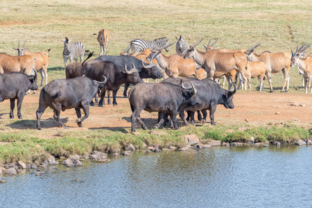 Burchells zebras, cape buffaloes and a herd of common eland next to a damの写真素材