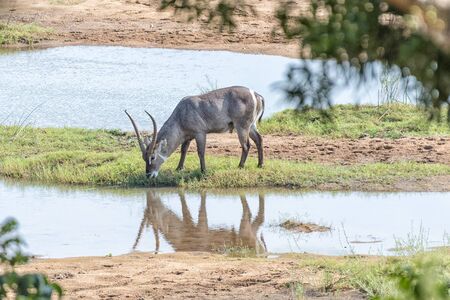 A sideway view of a waterbuck bull, Kobus ellipsiprymnus, grazing on an island in a riverの写真素材