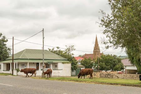 WINBURG, SOUTH AFRICA - MARCH 1, 2020: A street scene in Winburg. Cattle and buildings are visibleのeditorial素材