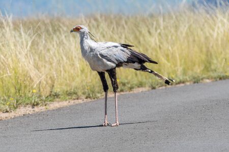 A secretary bird,  Sagittarius serpentarius, at Golden Gate in the Free State Provinceの写真素材