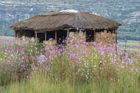 FOURIESBURG, SOUTH AFRICA - MARCH 20, 2020: Cosmos flowers in front of the ruin of a farm stall next to road R26 between Fouriesburg and Ficksburg. Rain drops are visibleのeditorial素材
