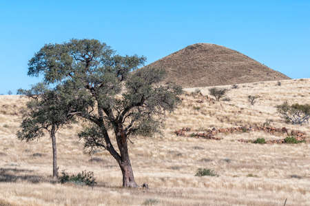 Landscape, with a tree and mountain, at Toekoms in Namib Randの写真素材