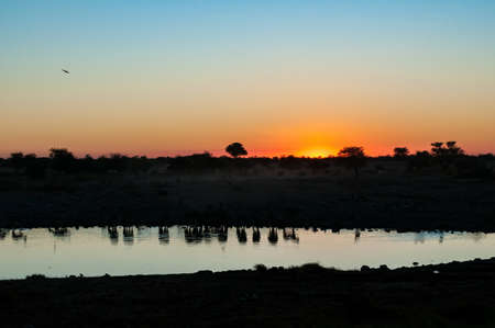 Reflections of Burchells zebras, Equus quagga burchellii, at sunset at a waterhole in northern Namibiaの写真素材