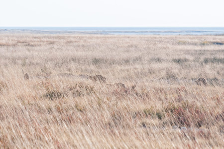 A family of bat-eared foxes, Delalandes fox, hiding in a grass field