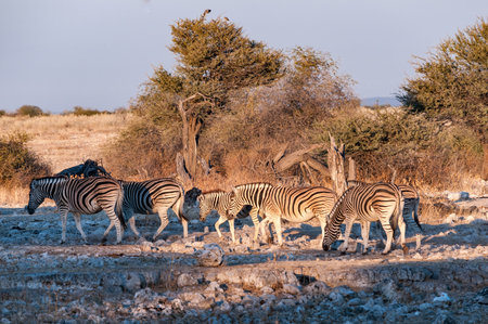 Burchells zebras, Equus quagga burchellii, walking at sunrise in northern Namibiaの写真素材