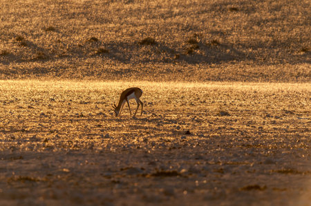 A springbok grazing at sunset at Garub near Aus in Namibiaの写真素材