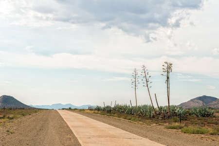The single lane conrete road between Willowmore and Steytlerville in the Eastern Cape Province. Agave plants are visibleの写真素材