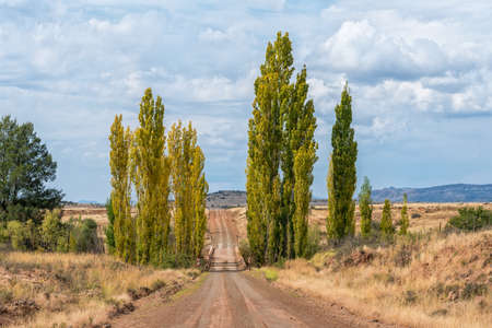 Gravel road crossing the Stormberg river on the Rooipoort road near Burgersdorp in the Eastern Cape Province. Poplar trees  are turning yellowの写真素材