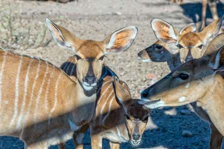 Close-up of a herd of nyala ewes near Beaufort West in the Western Cape Karooの写真素材