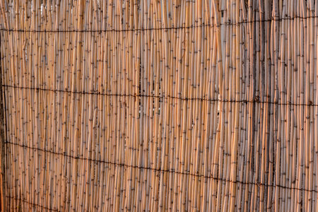 A reed wall in the last rays of the setting sunの写真素材