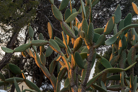 A prickly pear cactus in the last rays of the setting sunの写真素材