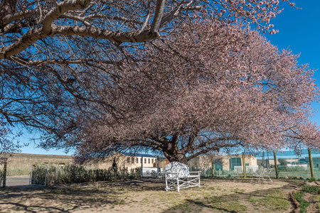 SUTHERLAND, SOUTH AFRICA - SEP 3, 2022: Resting area beneath a huge flowering fruit tree on lovers walk at Sterland Caravan Park in Sutherland in the Northern Cape Provinceのeditorial素材