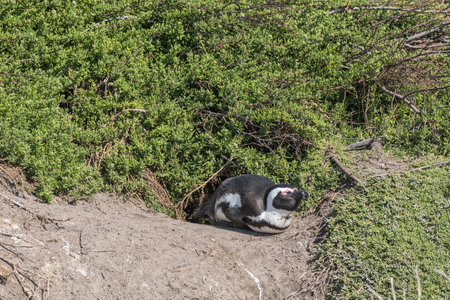 An African Penguin at the entrance to its nest in Stony Point Nature Reserve in Bettys Bay.の写真素材
