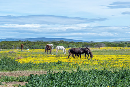 Horses grazing between wild flowers in Struisbaai in the Western Cape Provinceの写真素材