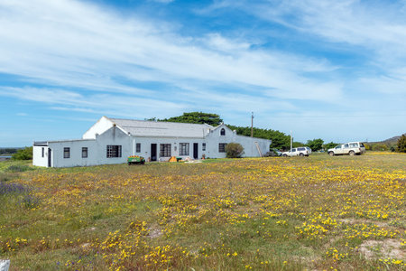 Struisbaai, South Africa - Sep 21, 2022: A view of the historic Springfield Estate near Struisbaai in the Western Cape Province. Wild flowers and vehicles are visibleのeditorial素材