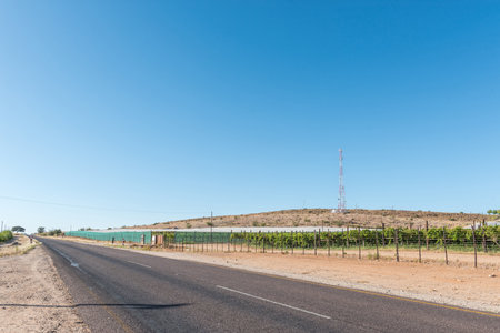 Vineyards next to road R359 near Marchand, in the Northern Cape Province. A cell phone tower is visibleの写真素材