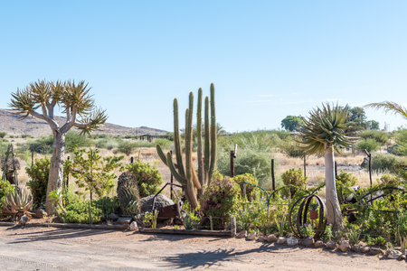 A succulent garden at Akkerboom Farm Stall, on road N14 between Kakamas and Keimoes, in the Northern Cape Provinceの写真素材