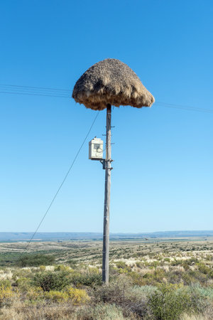 A communal bird nest on top of a telephone pole near Prieska in the Northern Cape Province. A telecommunications equipment box is visibleの写真素材