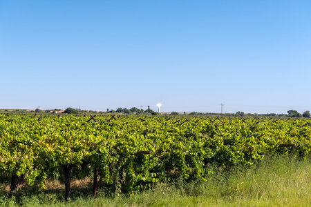 The Khi Solar One solar power plant near Upington is visible accross vineyards at Kanoneilandの写真素材