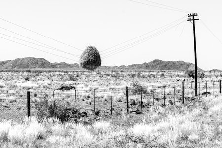 A communal bird nest hanging on telephone wires after the telephone in the. Northern Cape Province of South Africa. Monochromeの写真素材