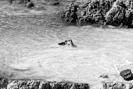 Two African Penguins interacting at Stony Point Nature Reserve in Bettys Bay. Monochromeの写真素材