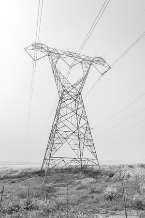 A power transmission route, in a canola field in fog along Malanshoogte Road near Durbanville in the Western Cape Province. Monochromeの写真素材