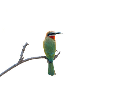 A white-fronted bee-eater, Merops bullockoides, on a branch. Isolated on whiteの写真素材