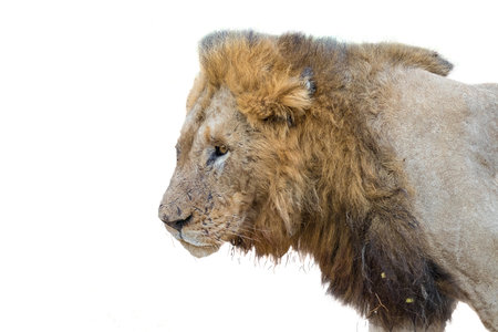 Profile of a scarred male lion, Panthera leo, with a mane. Isolated on whiteの写真素材