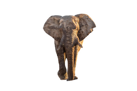 A mud-covered african elephant walking in a road towards the camera in the Mpumalanga Province of South Africaの写真素材