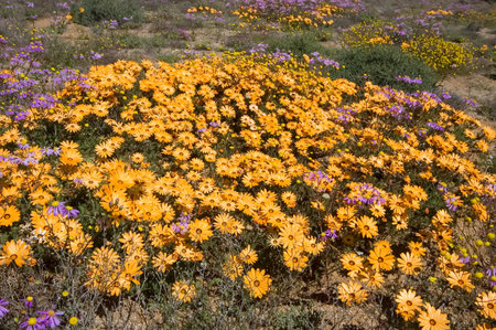 Orange and purple wild flowers in the Goegap Nature Reserve near the town of Springbokの写真素材