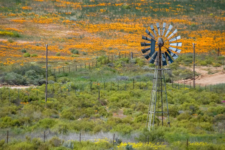 A water-pumping windmill against a backdrop of orange wild flowers, in the Northern Cape Namaqualandの写真素材