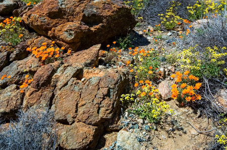 Orange and yellow wild flowers between rocks in the Namaqualand National Park near Hondeklipbaaiの写真素材