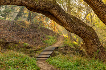 The Clarens Spruit Walk and MTB trail passes underneath a tree trunk and over a footridgeの写真素材