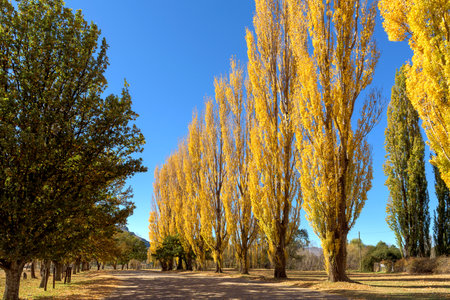 A street in Clarens lined with poplar trees in autumn colors.の写真素材