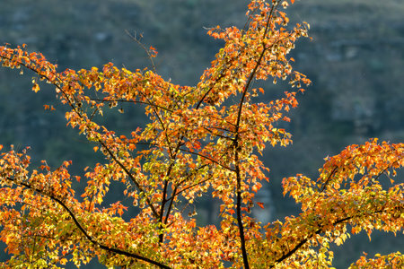 A backlit tree with yellow, orange and red autumn colors during golden hourの写真素材