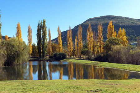 Poplar trees in autumn colors with reflections in Lake Clarens.の写真素材