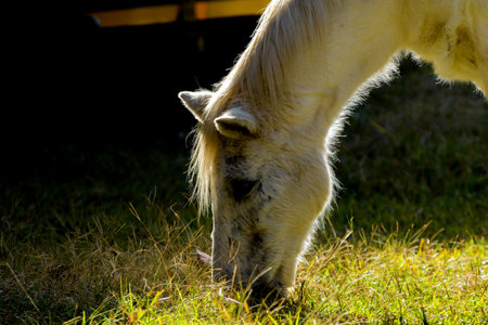 Backlit profile of a white horses head. The horse is grazingの写真素材