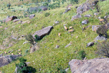 An eland herd on the slopes of Dooley Hills in the Royal Natal National Parkの写真素材