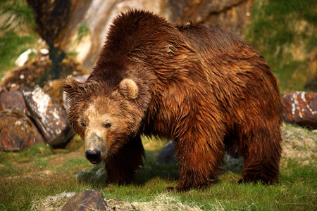 Brown bear,Kamchatka,