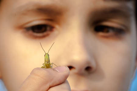 Young boy play with  grasshopperの写真素材