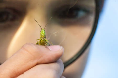 Young boy play with  grasshopperの写真素材