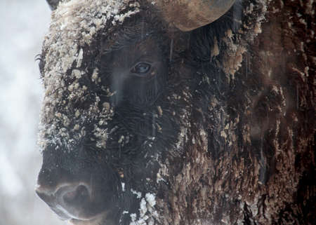 close-up portrait of wild bison in winterの写真素材