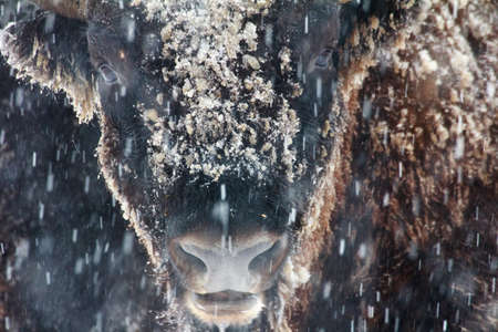 close-up portrait of wild bison in winterの写真素材