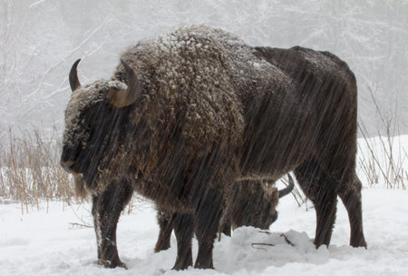 Big wild bisons in the winter forestの写真素材